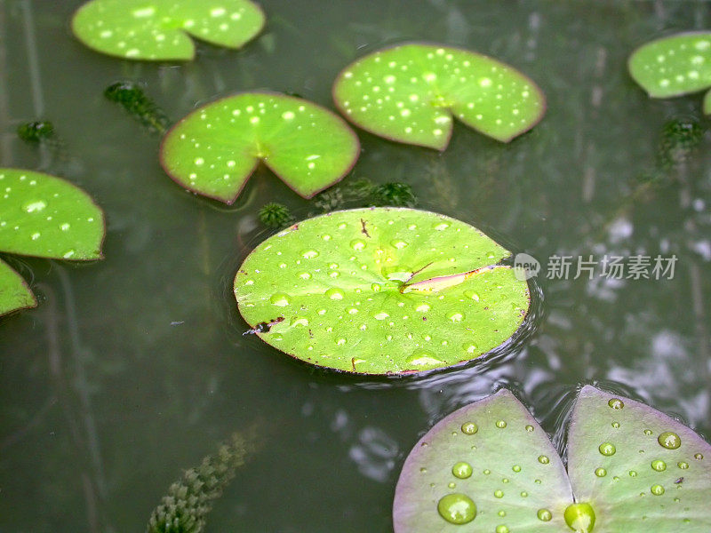 荷花叶(Nympaea alba)在一个池塘与水滴